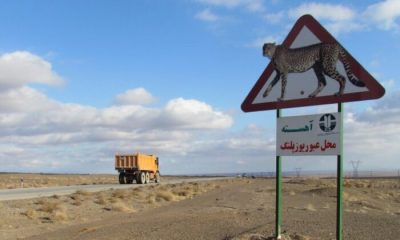دریکوند: رانندگان در زیستگاه یوزهای خراسان شمالی احتیاط کنند