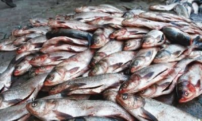 کشف ۲۰ هزار لیتر سوخت قاچاق و ۴ تن ماهی در سیریک