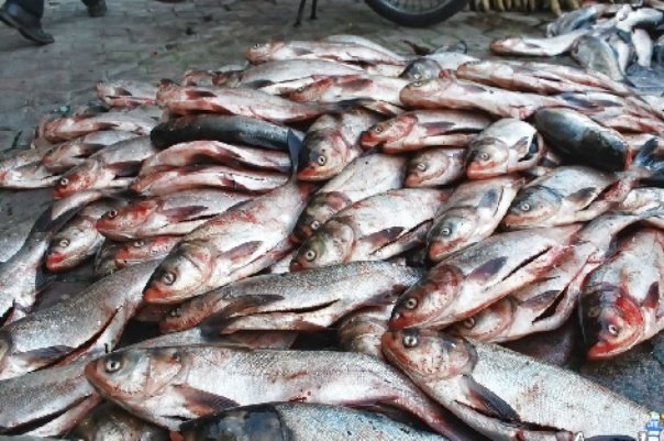 کشف ۲۰ هزار لیتر سوخت قاچاق و ۴ تن ماهی در سیریک