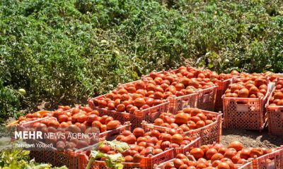 ارم قطب گوجه‌فرنگی خارج از فصل؛ توسعه کشت‌های گلخانه‌ای صادرات‌محور