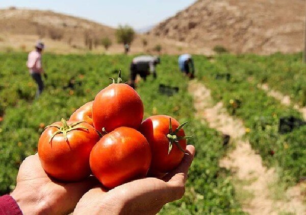 ارم قطب گوجهفرنگی خارج از فصل؛ توسعه کشتهای گلخانهای صادراتمحور ارم قطب گوجهفرنگی خارج از فصل؛ توسعه کشتهای گلخانهای صادراتمحور