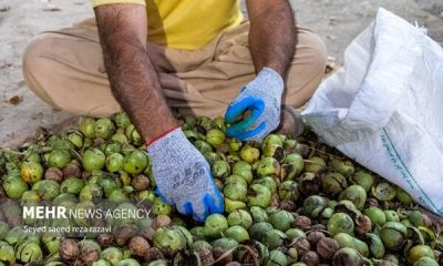 برداشت ۲۵ تن گردو از باغ‌های روستای سیمت سوادکوه