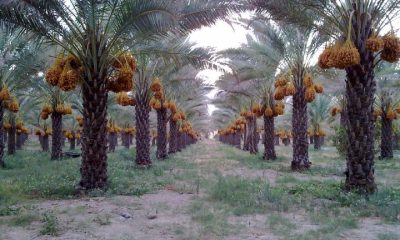 خرمای زاهدی طلحه دشتستان ثبت جهانی شد