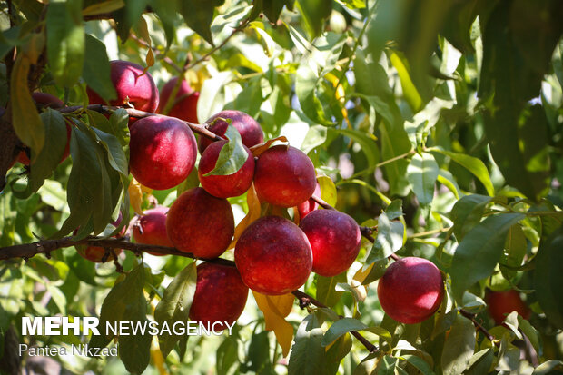 خواص شلیل در پیشگیری از دیابت و سلامت چشم‌ها 