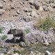 نجات خرس قهوه‌ای گرفتار در فنس باغ انگور منطقه حفاظت‌شده دنا