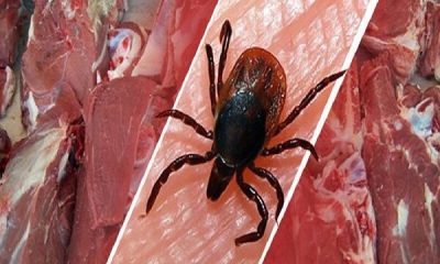 هیچ مورد ابتلا به تب کنگو در اصفهان گزارش نشد؛ آخرین وضعیت شیوع کرونا
